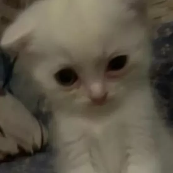 Avatar Jessie_Melody